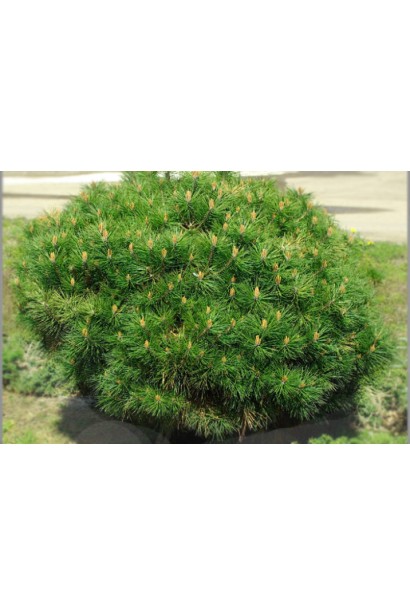 Сосна "Бамбіно" для компактних садових композицій.